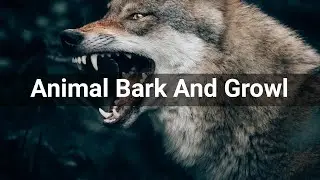 Animal Bark And Growl &bull; Animals &bull; Sounds Effects (No Copyright Sounds)