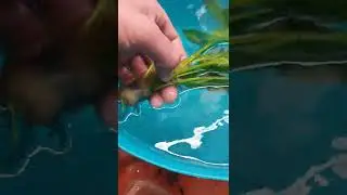 Checking Rainbow Spawning Mops.. We Have Success! Which Colour Holds Most Eggs? Gold Lazer Corys