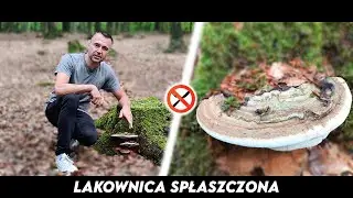 Lakownica Spłaszczona - Czyli grzybek, na którym można malować!