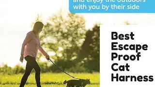 Best Escape Proof Cat Harness
