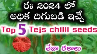 Top 5 Teja Segment Chilli Seeds Telugu | Mirchi Farming Telugu | Best Chilli, Mirchi Seeds in Telugu