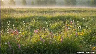 Breathtaking Wildflower Dreams: Focus in Nature's Embrace 🌼