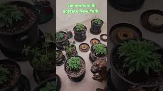 Somewhere in upstate New York... crazy supercrop technique [Snap.Twist.Bend]