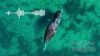 Virtual whale watch | Bowhead whale winter songs