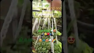 Raining sound paired with beautiful hanging plants ❤️🙂📸🌈🤩🔊🌧️🦋😍🎈#rain #plants #shorts #nature #filter