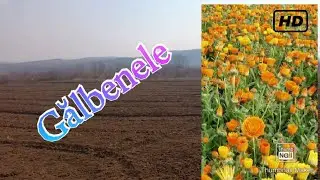 Cultura de galbenele (calendula officinalis)