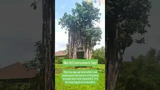 World Environment Day | #awareness #replantation #trees #banyantree #earth #planet #learning