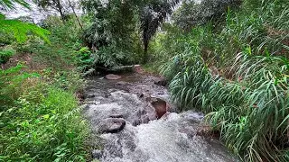 Beat Insomnia to Fall Asleep Fast with Roaring Water Stream Sounds in Peaceful Forest Creek