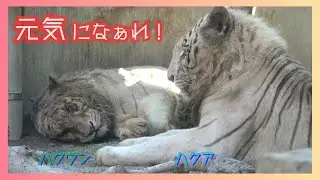 【元気になぁれ！ハクウン】伊豆アニマルキングダム　ホワイトタイガー「ハクウン」