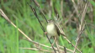 Jungle Prinia (Prinia sylvatica)