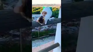 CUTE #cat #remix #song #viral #update #funnyclips #love #miaomiao #COVER #SHORTS #SHORT #VIRALSHORTS