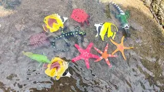 Hunting Sea Animal, Shark, Crab, Dolphin, Whales, Frog, Lobster, Lizard, Gecko - Part149