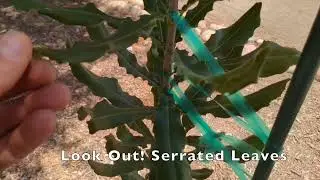 Don't Eat This Leaf! Serrated Leaf Margins - Yard Chats with Mr. Mizerek
