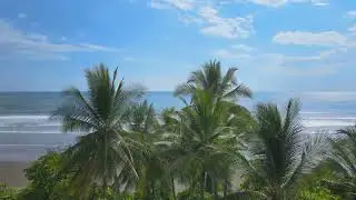 Palm Trees Beach Ocean Rising Drone Shot, Copyright Free, No Copyright, Free to use for your content