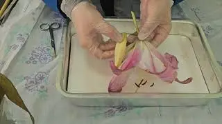 تشريح الزهرة