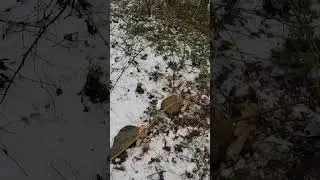 Roller Spring Snare Small Game Trap Part 1
