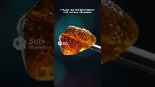 THCA vs THC: The Chemistry They Don&rsquo;t Tell You About