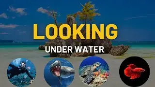 Aquatic backroll entry bubble trail Under water new fish ماهی ذیر آب