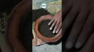 Sowing tomato seeds with leaf manure in my garden #odisha#odia#garden#farming#nature
