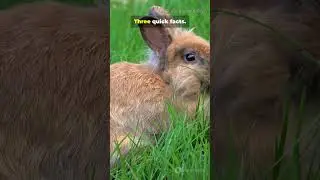 Fun facts about rabbits #rabbit #animals