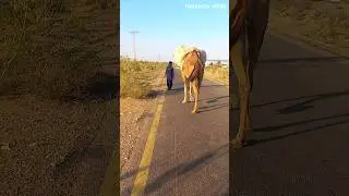 Random click of camel load on road #camellife #animals #camelsound #wildlife #camel