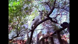 Saticon Cat