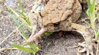LONG TONGUE SILVER - Funny Toad with very long fake tongue!(lustige Kr&ouml;te mit sehr langer Zunge)lol
