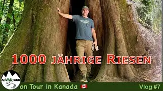 Strand, Riesenbäume und Wasserfall - Alles an einem Tag