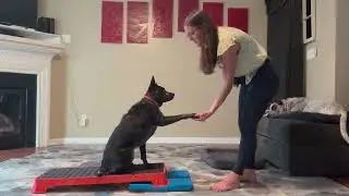 Pup Pilates - A Free Self-Study Course with Jasey Day in the Clean Run Learning Center
