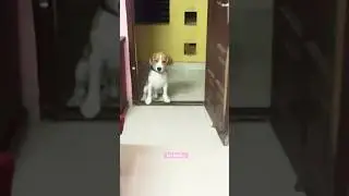 Micky barking slow motion ⏳⏱️#micky #love #cute #micky #beagleworld #doglover