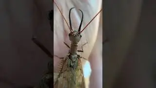 Dobsonfly: Will it Bite?