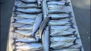 Odell lake Kokanee fishing, caught 50 fish, and what we used