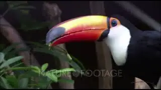 Baby Einstein Stock Footage Toucan