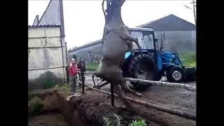 Спасение коровы. Корова попала в яму с фекалиями. 18+