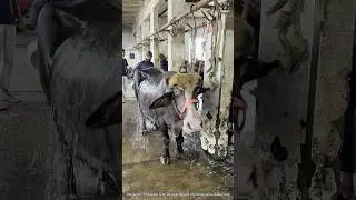 Slaughterhouse Hungama 🔥 | Real Cutting & Clean Work 2025