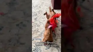 Why Is My Dog Destroying Things When I'm Gone?