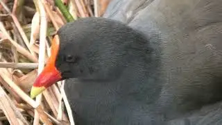 Dusky Moorhen 120