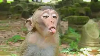 What happen on monkey Maci, monkey Maci choking in her neck, Update monkey Maci, monkey Maci vomit