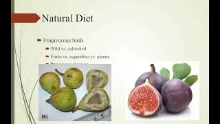 Nutritional Needs for Finches and Softbills - Jennifer Watts, PH.D.