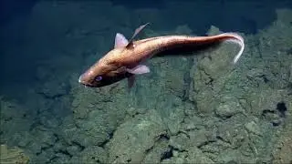 NautilusLive  L&otilde;'ihi Seamount up to the top
