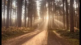 Exploring the Natural Beauty of Sherwood Pines in Nottinghamshire, England