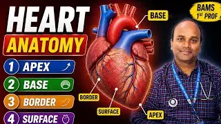 Heart, General anatomy, Apex, base, surfaces and borders of heart, Bams first prof, Ncism, BDC