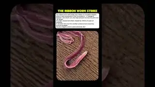 The Worm With a Hidden Weapon #curiosity #mistery