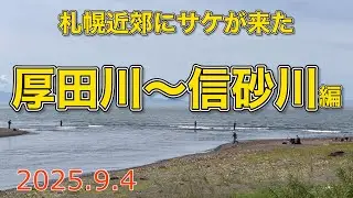 札幌近郊にサケが来た　厚田川〜信砂川編【2025.9.4】