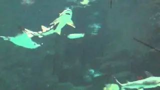 Octopus/ Slippery Fish