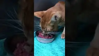 raw diet for a cat with chronic diarrhea