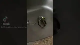 Rat Comes Out Of Sink - #Rat #gross #crazy #shorts #shortsfeed #weird #scary #ratas #asqueroso #lmao