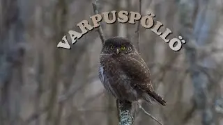 Varpuspöllö päivystää