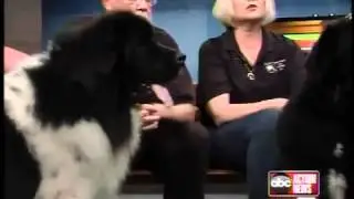 Help these gentle giants - Newfoundland dogs