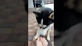 #husky #jack jutifalat